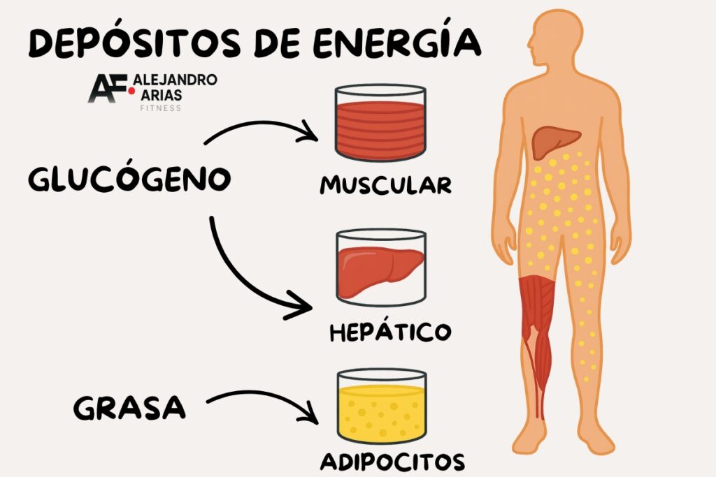 Cómo Perder Grasa Abdominal: Guía Completa Para Eliminar Barriga Paso a Paso – AlejandroAriasFit